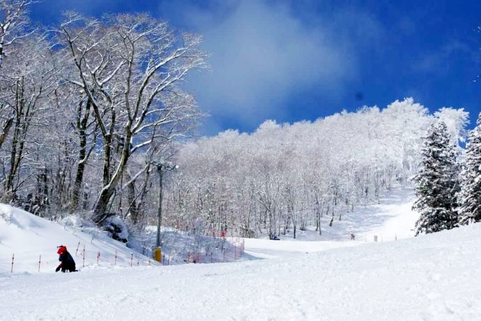 林間コースの入り口から見える雪の乗った木々