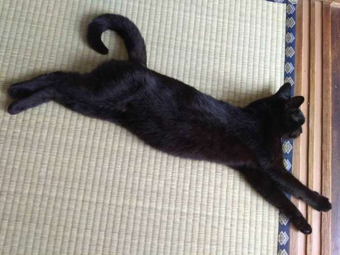 畳の上でくつろぐ黒猫の写真