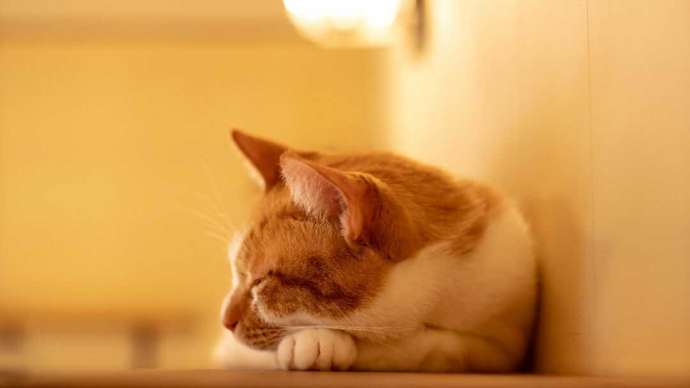 お昼寝中の猫ちゃんの写真