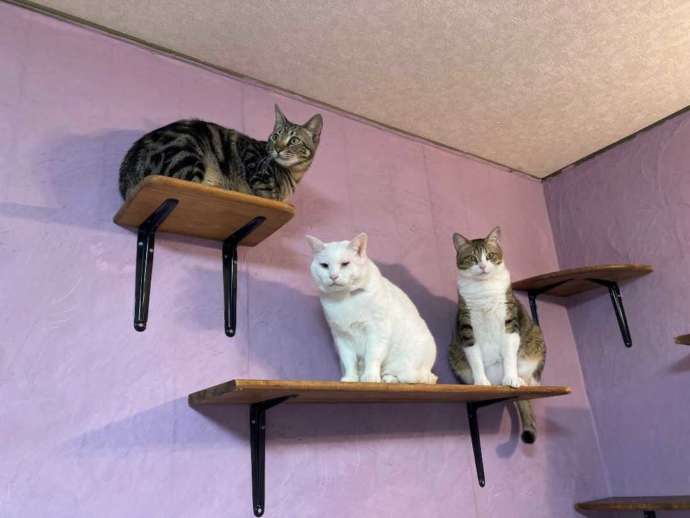 キャットステップから下を見下ろしている3匹の猫ちゃんたち