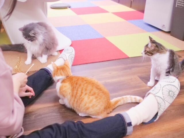 ミャゴラーレで猫を触れ合う女性