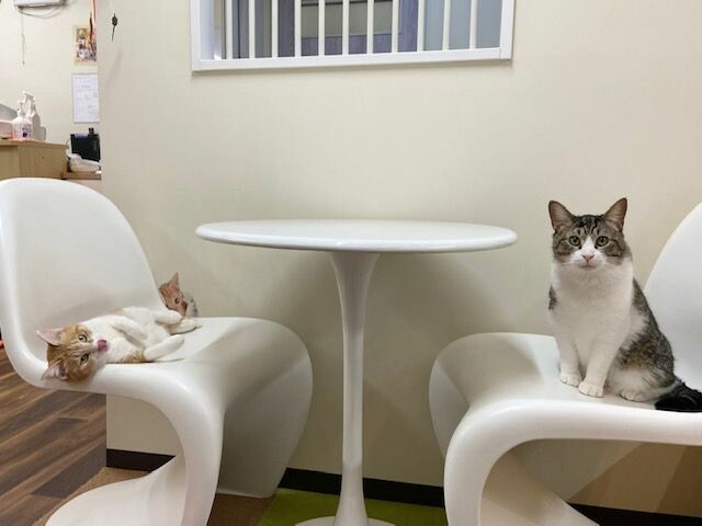 ミャゴラーレのチェアでくつろぐ猫たち