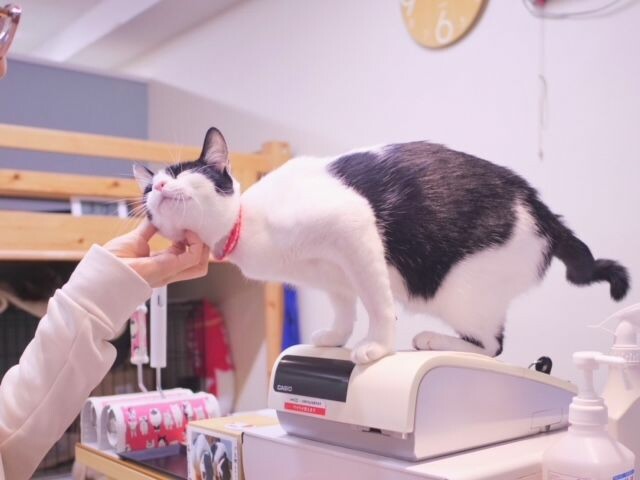 ミャゴラーレのカウンターに登る猫