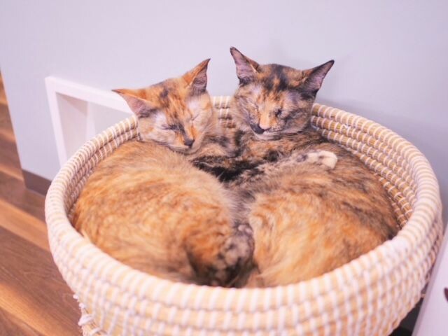ミャゴラーレに在籍しているミックスの猫たち
