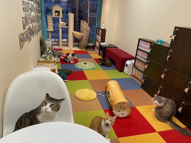 ミャゴラーレの店内の様子