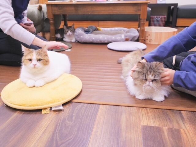 ミャゴラーレで猫を撫でている様子