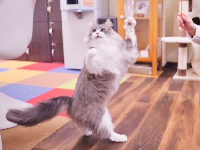 ミャゴラーレで棒のおもちゃで遊ぶ猫