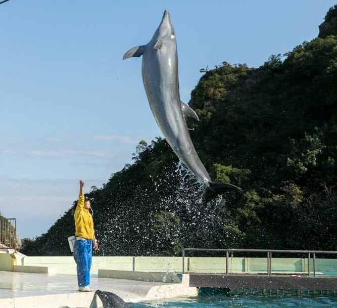 くじらの博物館で見られるイルカのジャンプ