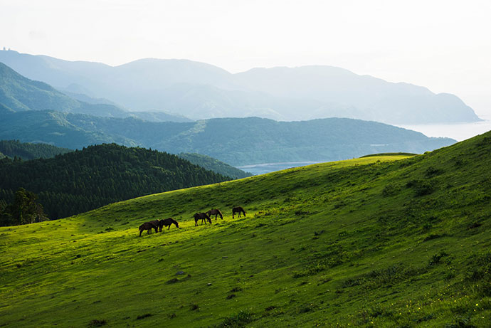 都井岬の風景