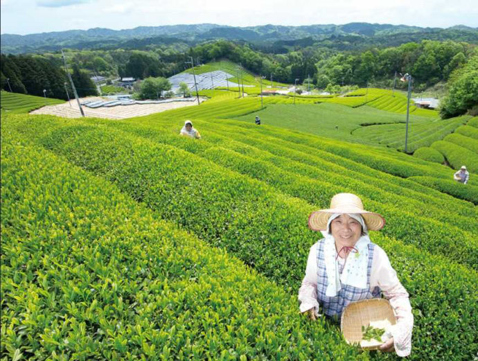 茶畑が美しい京都府南山城村の風景
