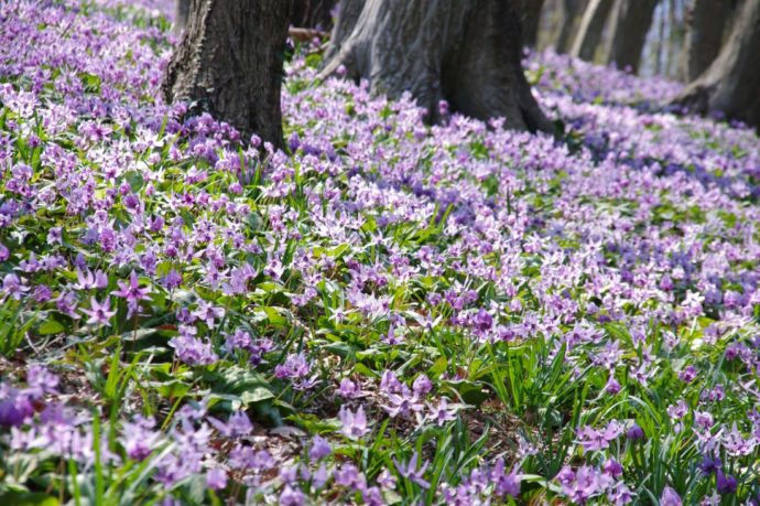 みかも山公園にあるかたくりの園