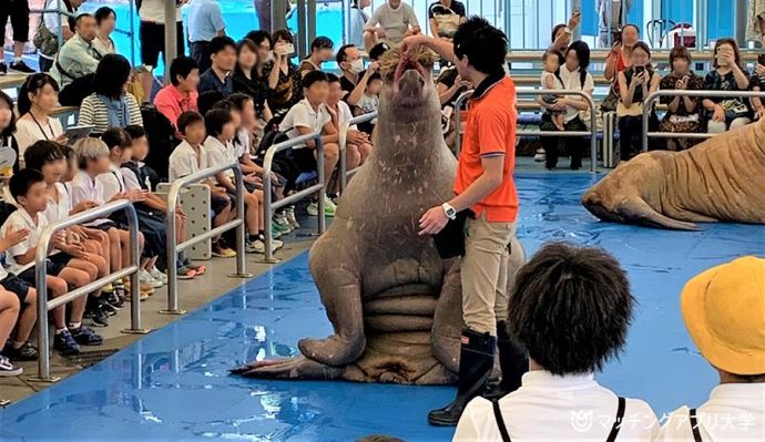 セイウチふれあいタイム