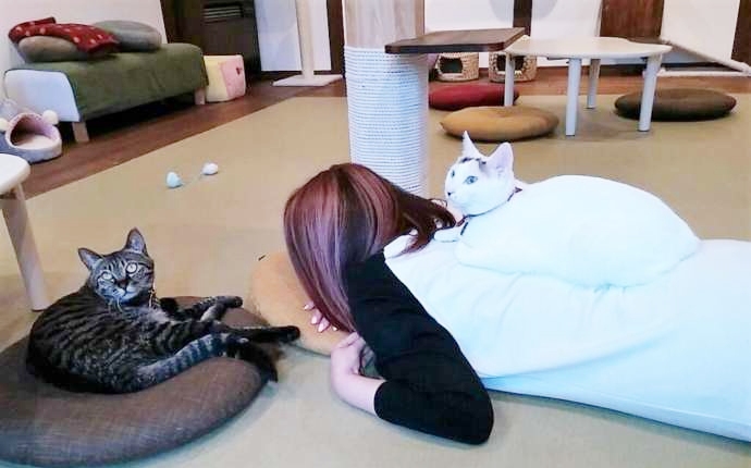 ねこ処みなみ家の利用客の背中に乗ってくつろぐ猫スタッフ