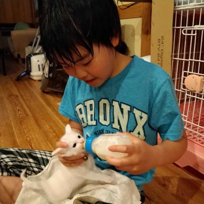 哺乳瓶でミルクを飲む小さな子猫