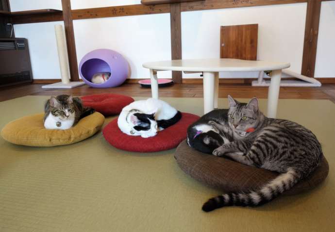 ねこ処みなみ家の猫スタッフたちが丸型クッションや猫ちぐらで丸くなる様子
