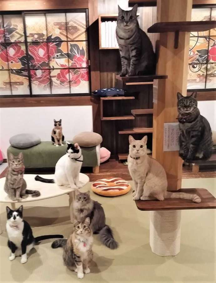 様々な毛色の猫スタッフがキャットタワーなどに乗っている様子