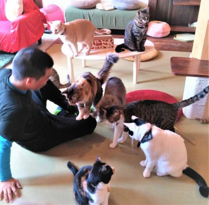 利用客に興味津々で近づいていくねこ処みなみ家の猫スタッフたち
