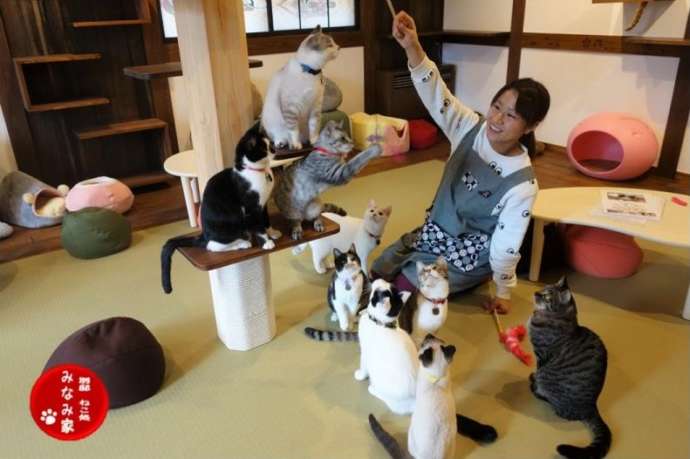 猫じゃらしに夢中になるねこ処みなみ家の猫スタッフたち