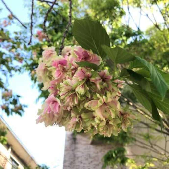「三宅美術館」入口前に植えられた御衣黄(ぎょいこう)桜(開花中)