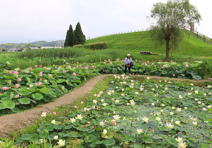 千栗土居公園の南側にある蓮池が満開になった様子