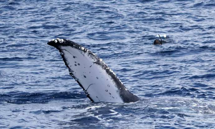 鹿児島県奄美市にある「マリンスポーツ奄美」のアクティビティで見つけた海の生き物