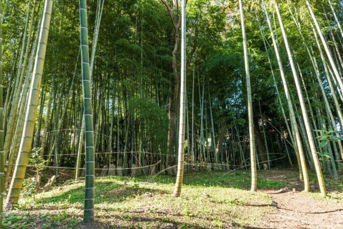 宮脇愛子の作品「うつろひ」の写真