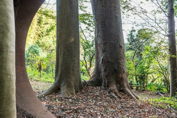 「離れずの木」の根本部分で幹が1本につながった写真