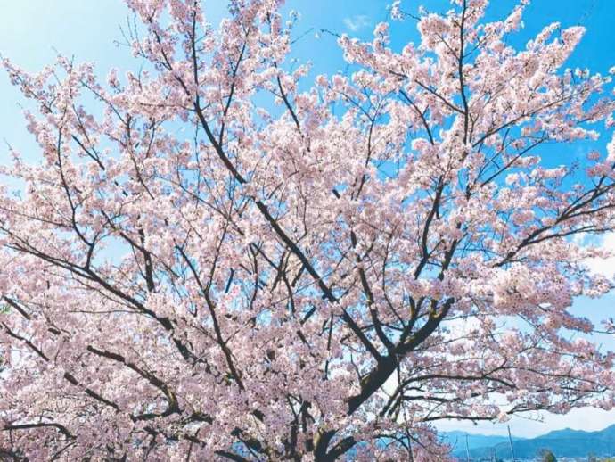 亀岡工房の近くで咲くサクラ