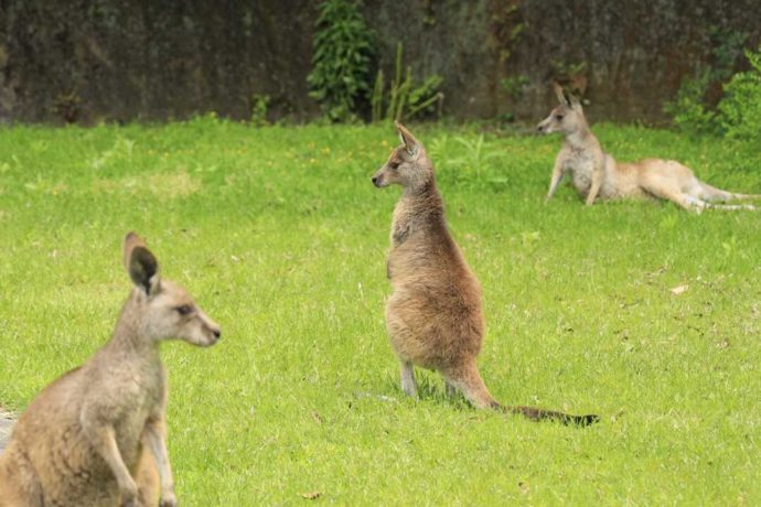 長崎県西海市にある「長崎バイオパーク」で触れ合えるオオカンガルー