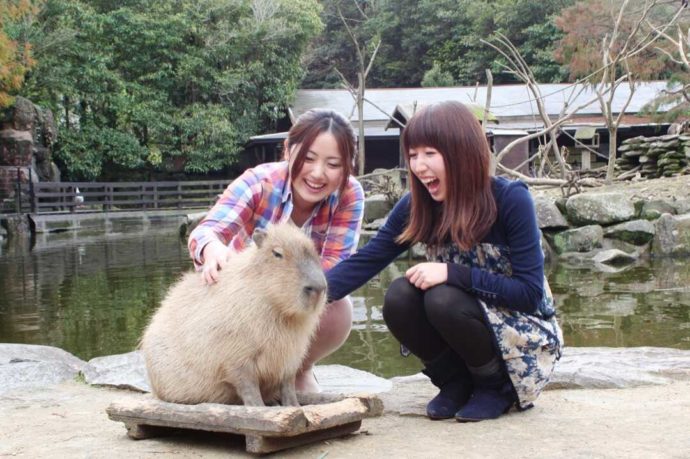 長崎県西海市にある「長崎バイオパーク」のカピバラと触れ合う利用者