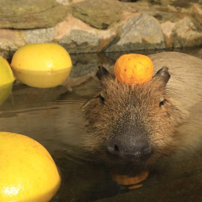 長崎県西海市にある「長崎バイオパーク」で冬季に見られるカピバラの露天風呂
