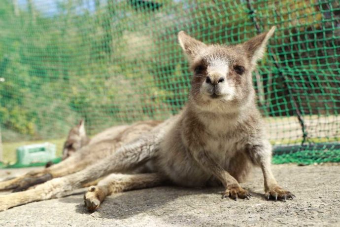 長崎県西海市にある「長崎バイオパーク」にいるオオカンガルーの子ども