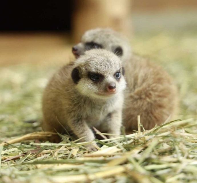 長崎県西海市にある「長崎バイオパーク」で暮らすミーアキャットの赤ちゃん