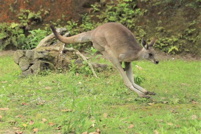 長崎県西海市にある「長崎バイオパーク」で遊ぶオオカンガルー