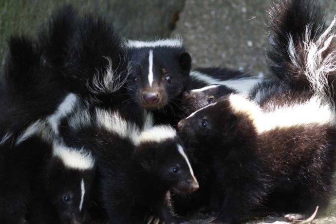 長崎県西海市にある「長崎バイオパーク」で暮らすスカンクの赤ちゃん