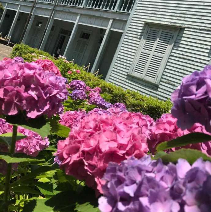 出島植栽の紫陽花の写真