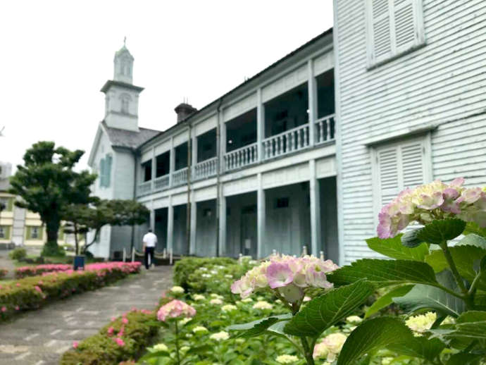 出島植栽の紫陽花の写真