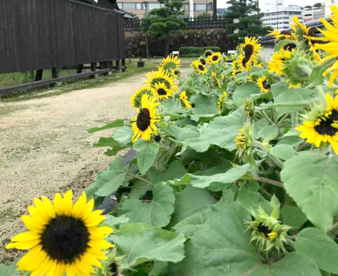出島植栽のひまわりの写真