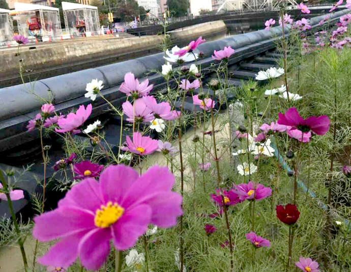出島植栽のコスモスの写真