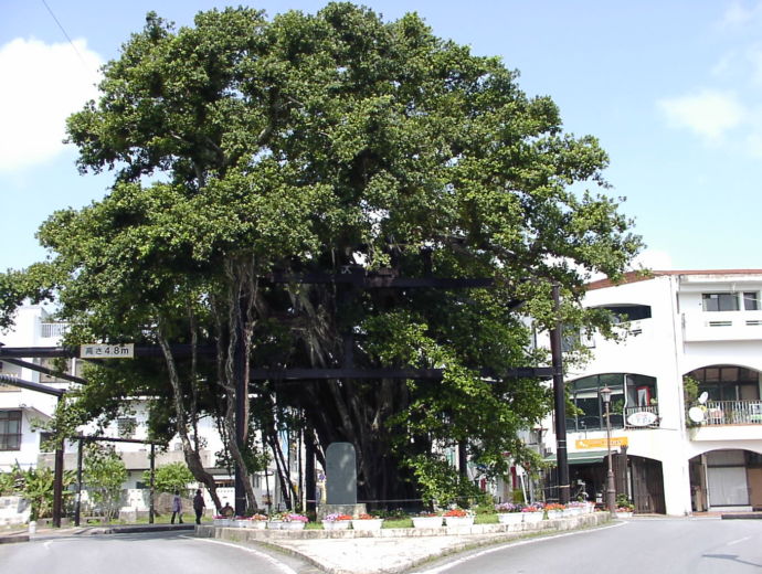 名護市の市街地にある、ひんぷんガジュマル