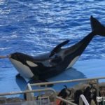 【名古屋】名古屋港水族館周辺で満喫するアクアリウムデート3選!