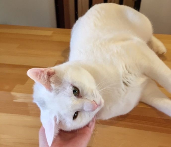 「保護猫カフェ285(にやご)」の室内でくつろぐ猫とお客さん