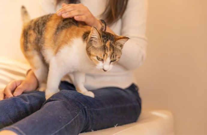 「保護猫カフェ285(にやご)」の室内でくつろぐ猫とお客さん
