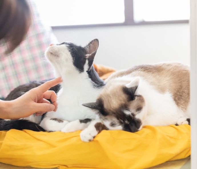 「保護猫カフェ285(にやご)」の室内でくつろぐ猫たちとお客さん