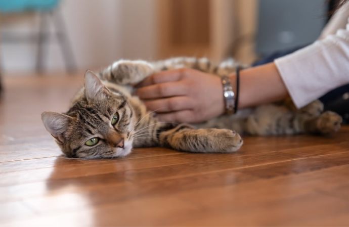 「保護猫カフェ285(にやご)」の室内でくつろぐ猫とお客さん