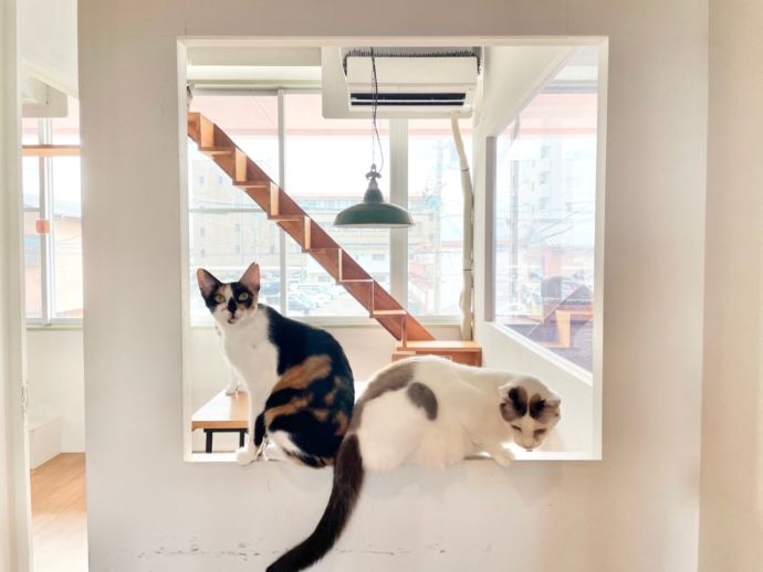 「保護猫カフェ285(にやご)」の室内でくつろぐ猫たち