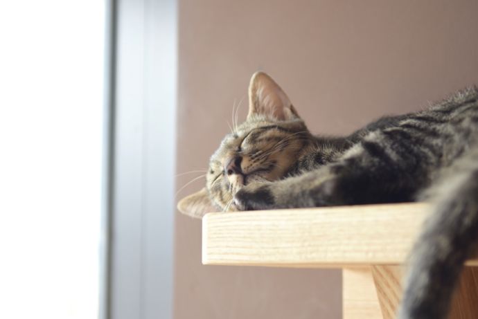 「保護猫カフェ285(にやご)」の室内で昼寝をしている猫
