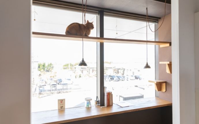「保護猫カフェ285(にやご)」の窓際でくつろぐ猫