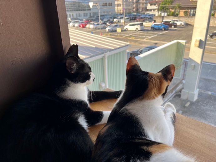 「保護猫カフェ285(にやご)」の窓際でくつろぐ猫たち