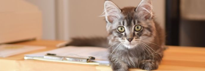 「保護猫カフェ285(にやご)」の室内でくつろぐ猫
